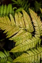 Leaves of athyrium niponicum, a type of fern.