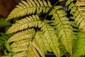 Leaves of athyrium niponicum, a type of fern.