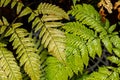 Leaves of athyrium niponicum, a type of fern.