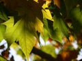 Leaves in the autumn