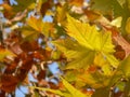 Leaves in the autumn