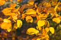 Leaves in autumn colors