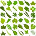 Hand drawn Summer green leaf, colorful illustration vector of green leaves doodle elements