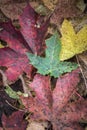 Leaves in autumn shades.