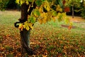 leaves in autumn in tuscany chianti italy