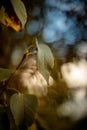 Autumn leaves close-up. Green, yellow leaves on a soft, dreamy blurry background. Royalty Free Stock Photo