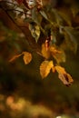 Autumn leaves close-up. Golden, yellow and green leaves on a soft, dreamy blurry background. Royalty Free Stock Photo