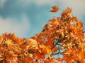 Leaves of autumnal Maple. Dark red feathery acer, bright blue Royalty Free Stock Photo