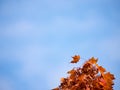 Leaves of autumnal Maple. Dark red feathery acer, bright blue Royalty Free Stock Photo