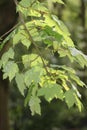 Leaves back light taken in spring, midday in April, Sycamore Maple, Acer pseudoplatanus. Royalty Free Stock Photo