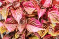 Leaves Background Colourful Vegetable Closeup