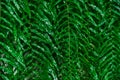 leaves background,foliage abstract pattern,forest leaves wallpaper,garden decorative,fern background. Royalty Free Stock Photo