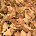 Leaves background. Nettle leaf texture in brown tint, selective soft focus with bokeh elements Royalty Free Stock Photo
