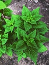 Leaves on the background of stony soil