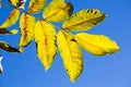 Leaves in the backlight, bright blue sky