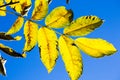 Leaves in the backlight, bright blue sky