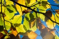 Leaves in the backlight, bright blue sky