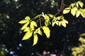 Leaves in backlight