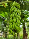 Leaves with banana fruits on a palm. Unripe bananas in the jungle close up Royalty Free Stock Photo