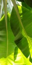 The leaves of banana plant