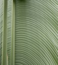 The leaves of the banana tree Textured abstract background Royalty Free Stock Photo