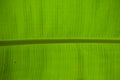 The leaves of the banana tree Textured back light fresh green Leaf abstract background Royalty Free Stock Photo