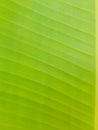 Leaves BananaLeaf Green Fresh Nature