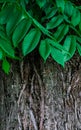 Leaves and bark of the walnut tree. Royalty Free Stock Photo
