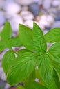 Leaves of Basil plant with grey and white pebble stones in the background