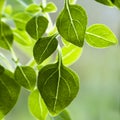 Leaves of a basil plant, variety Piccolino Royalty Free Stock Photo