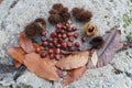 Leaves, bays and chestnuts on a rock in the chestnut tree route in autumn. Rozas de Puerto Real, Madrid. Spain