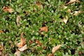 Leaves of a bearberry in early spring