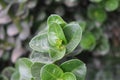 Leaves of a beautiful plant Royalty Free Stock Photo