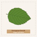 Fagus sylvatica - European beech
