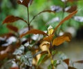 leaves that beetles infest after rain Royalty Free Stock Photo