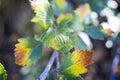 Leaves Beginning to Show Their Fall Colors.