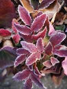 The leaves being covered with frost