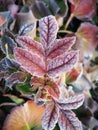 The leaves being covered with frost Royalty Free Stock Photo