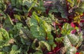 Nature as texture. Red beet leaves in the garden.