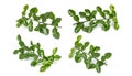 Leaves of Bergamot tree or kaffir lime leaves isolated on white Royalty Free Stock Photo