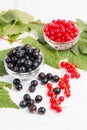 Leaves and berries of black and red currant Royalty Free Stock Photo