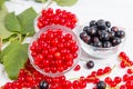 Leaves and berries of black and red currant Royalty Free Stock Photo