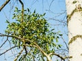 Leaves and berries of a bunch of a green mistletoe close-up