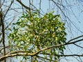 The leaves and berries of a bunch of mistletoe close up against a sky