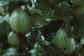 Leaves and berries gooseberry. Fresh green gooseberries on a bra Royalty Free Stock Photo