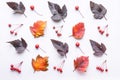 Leaves and berries top view. Autumn composition. Orange and red foliage and small fruits on white background. Fallen leaf and