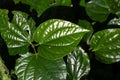 Leaves of a betel pepper, Piper sarmentosum