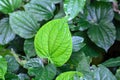 Leaves of a betel pepper, Piper sarmentosum