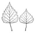 Leaves of Betula Pendula vintage illustration