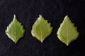 Leaves of birch drenched in epoxy on a dark background close-up. The basis for a pendant or earrings. Handmade jewelry in the